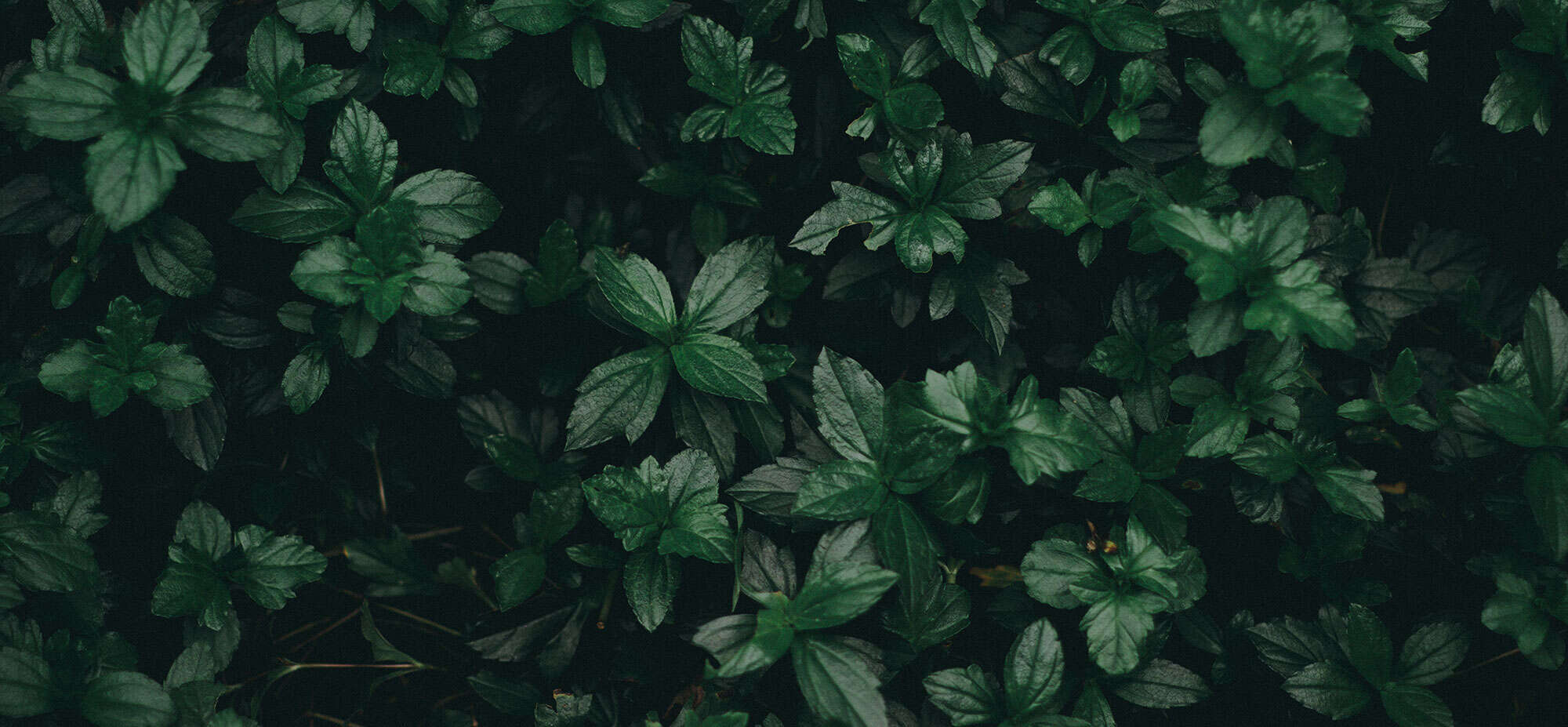 Thick dark green leaves